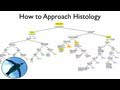 Histology Approach Quiz