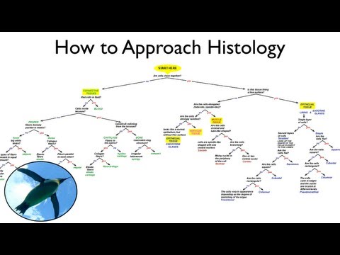 Histology Chart