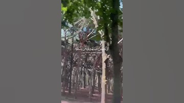 تلاوة هادئة في الغابة