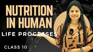 Nutrition In Human | Chapter 5 | Introduction | Class 10 Science | NCERT
