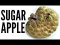 SUGAR APPLE Sweetsop Taste Test | Fruity Fruits