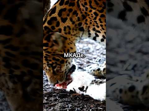 сын гепарда, скорость