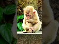 Hot new tiny baby monkey hungry food show Finger sucking