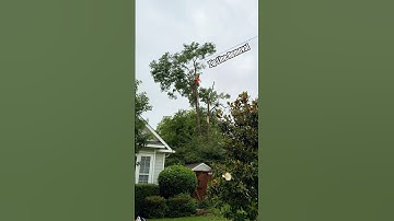 Tree Zip Line Removal Over House! Precision Backyard Tree Work by the Pros #treeremoval #treeservice