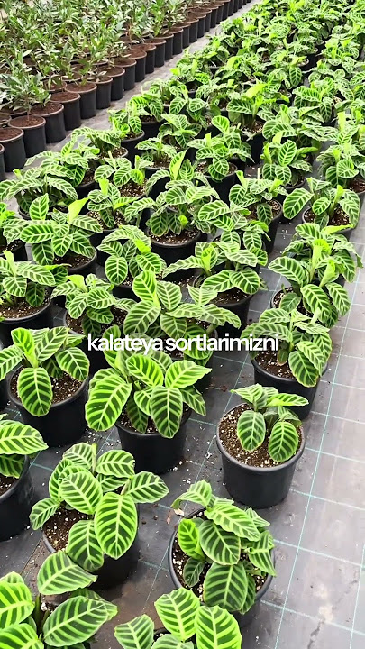 Uch qiz orolda tatilda porno onlayn Pornografik rasmlarni uygotish