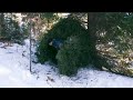 Building a shelter in the winter in the forest to survive.