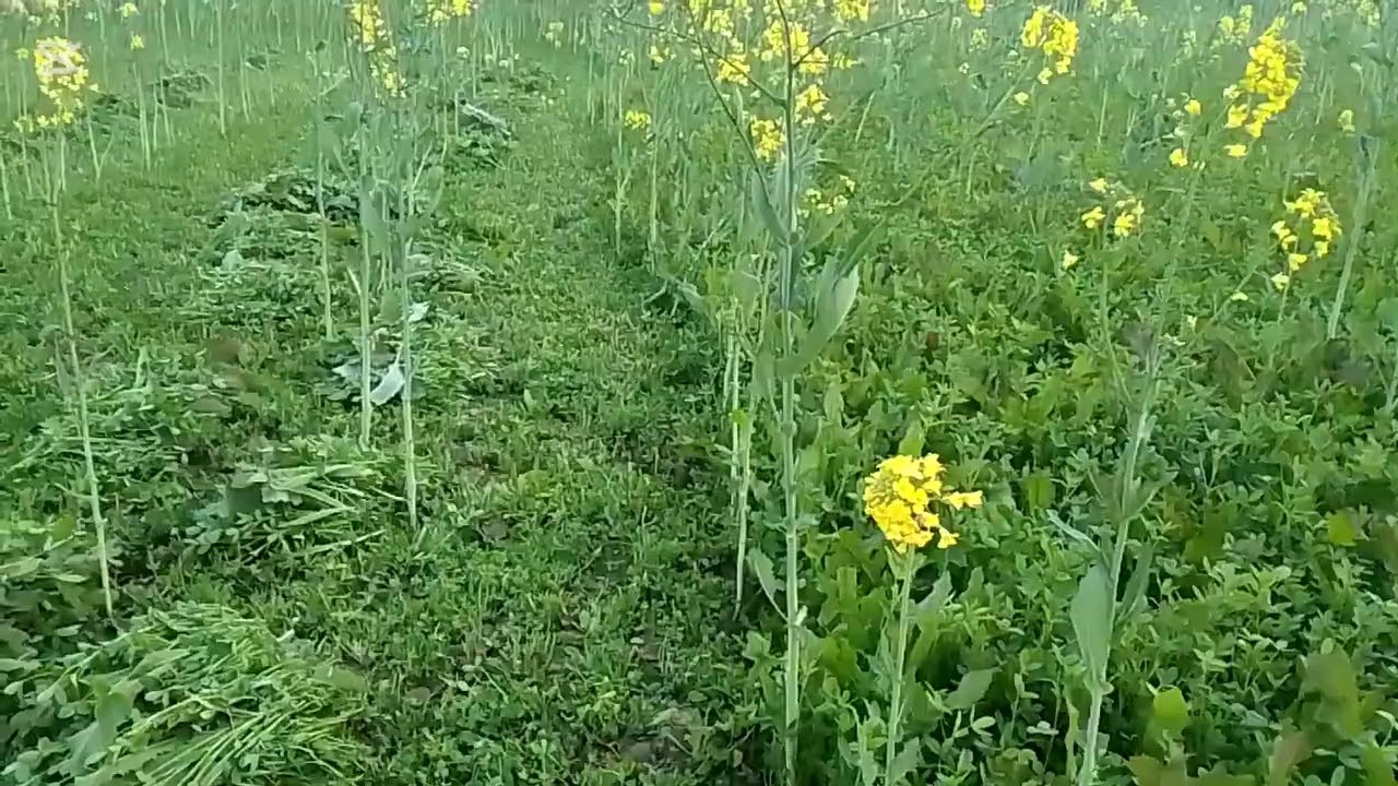 Feeding Time | Cutting Crops for Our Livestock 🐃🌿 