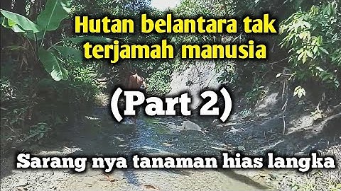 Menulusuri hutan belantara tak terjamah manusia, habitatnya tanaman hias langka (part 2)
