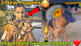 New Puppies Ki Name ? // Import Blood line German shepherd Dog For Sale @RitikDogKennel177