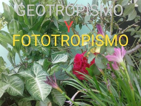 Vídeo: Diferencia Entre Fototropismo Y Geotropismo