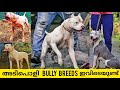 കേരളത്തിലെ ഭീമന്മാരായ കേമന്മാരെ കാണണ്ടേ ! | Dogs Farm in Kerala | Dogo Argentino|Pitbull | Bully