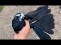 Николаевские голуби. Черномурые молодые 2023