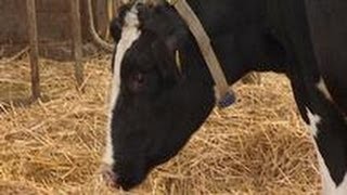 Cows Send Data Via Text Message | Made in Germany