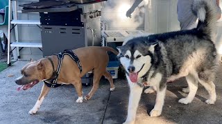 Malamute’s Best Friend Moves In! He was Evicted because he’s part PitBull