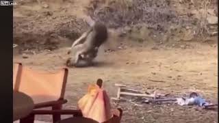 Funny Kangaroo Fight by Pet lovers 6 views 3 years ago 31 seconds
