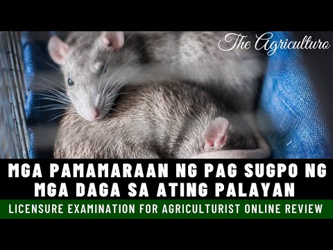 PAANO ANG PAG SUGPO NG MGA DAGA SA ATING MGA PALAYAN