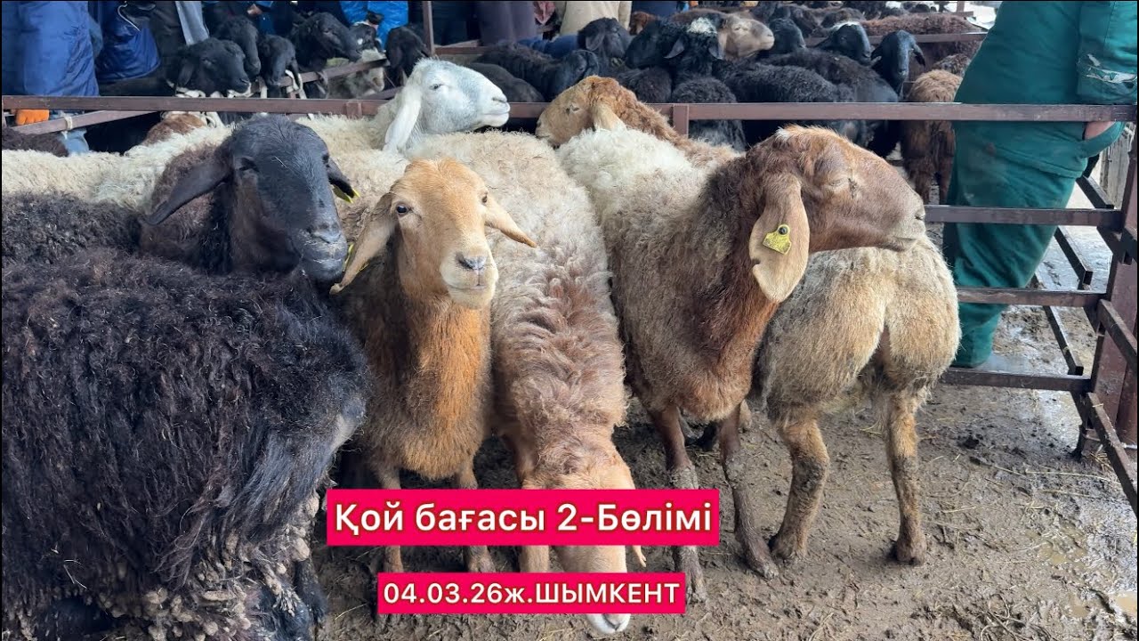 Шымкент Қой бағасы 04.03.26ж.