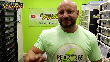 BASE MORPH: Pastel Freeway vs Pastel Highway