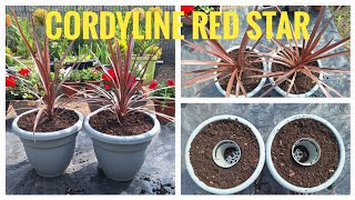 HOW TO DO CONTAINER GARDENING ( CORDYLINE RED STAR)