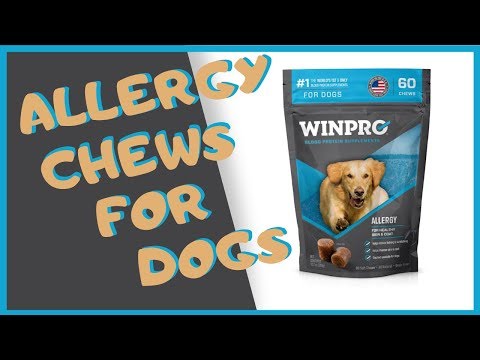 allergy---winpro-blood-protein-supplements-for-dogs-review