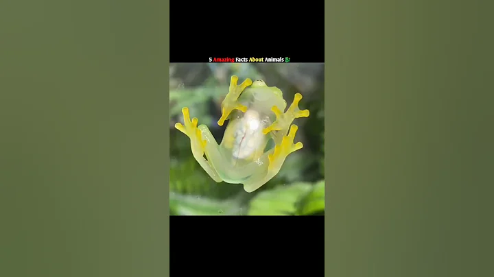 5 Amazing Facts About Animals 🐉🤯 | random facts | #shorts #youtubeshorts #animalfacts #viral