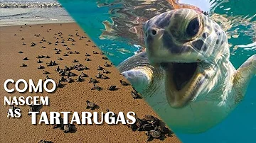 Como a areia influência na vida das tartarugas marinhas?