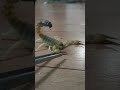 طريقه لدغ العقرب اثناء المشي والدفاع عن نفسه Reptiles Scorpion طريقه لدغ العقرب اثناء المشي والدفاع عن نفسه Reptiles Scorpion