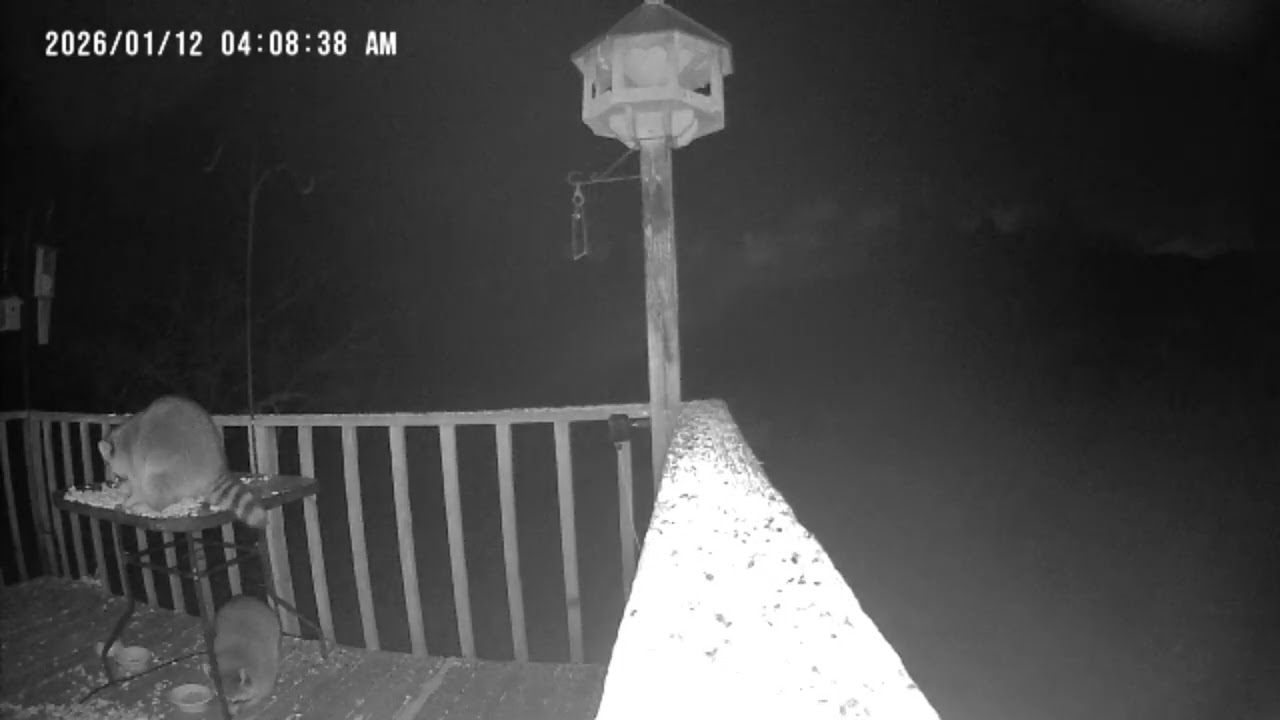 Archive Files of Birdbath Cam Compilation 20260113