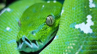Famous Why I Am DONE With Green Tree Pythons! Net Worth