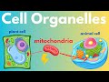 Cellular Adventures: Exploring Plant and Animal Cell Organelles