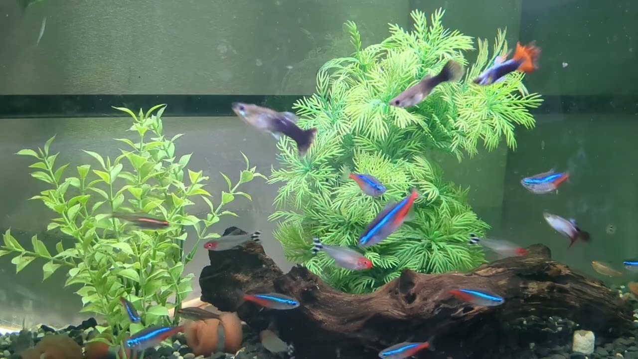 熱帯魚 グッピー ネオンテトラ - YouTube
