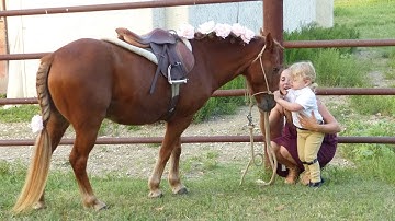 Mister Pony***For info, price, etc., go to our website*** ValleyViewRanch.net