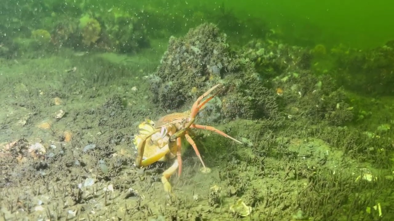 Triggerfish @Dreischor Frans Kok-rif