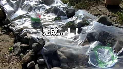 メントス コーラ 事故