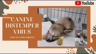 MY PUPPY SURVIVED IN CANINE DISTEMPER VIRUS | TIPS