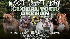 AMERICAN BULLY DOG SHOW SEPT 8TH CORNELIUS OREGON  2 BRC GLOBAL SHOWS AND 1 FUN SHOW