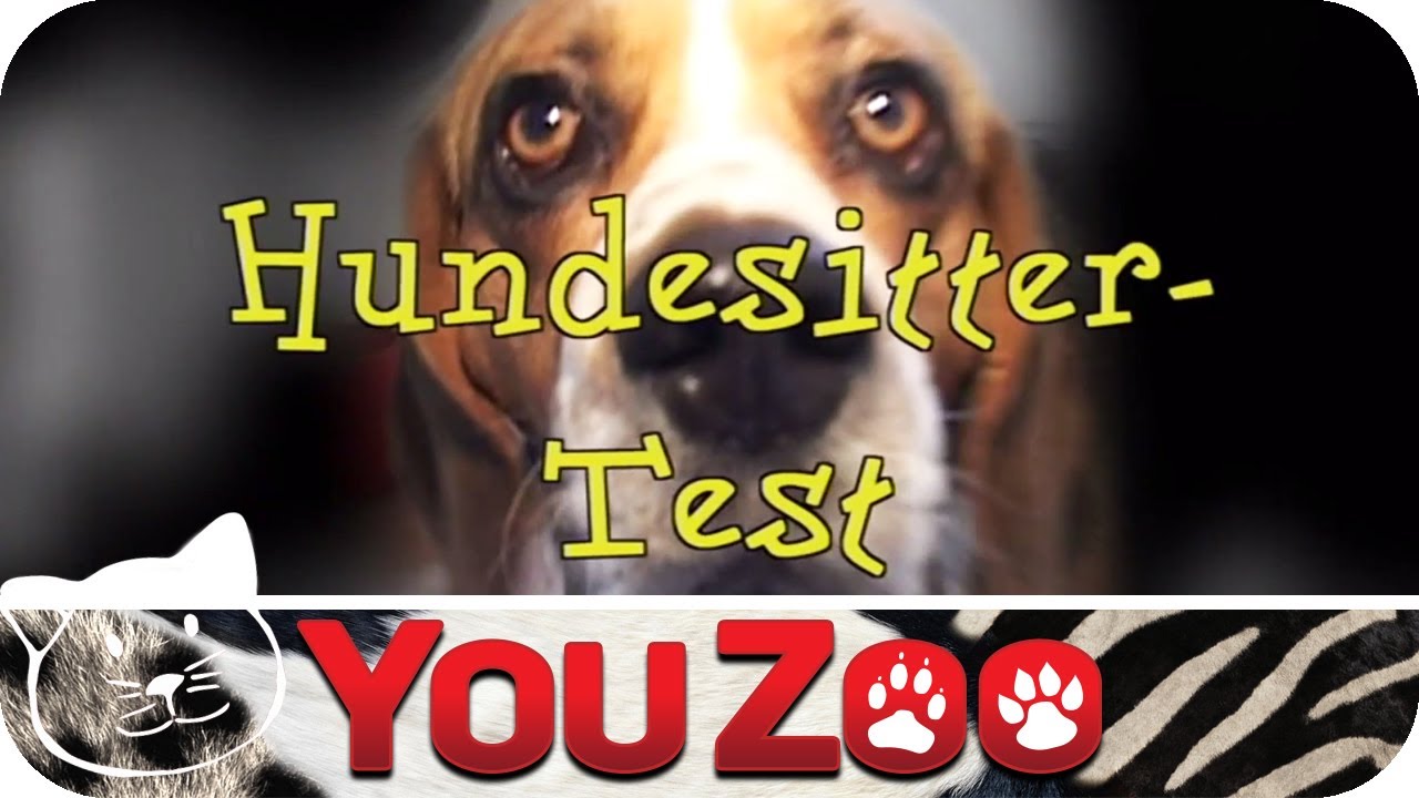 Der Hundesitter Test │YouZoo