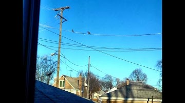 Practicing Rolls on my Blade MCPX