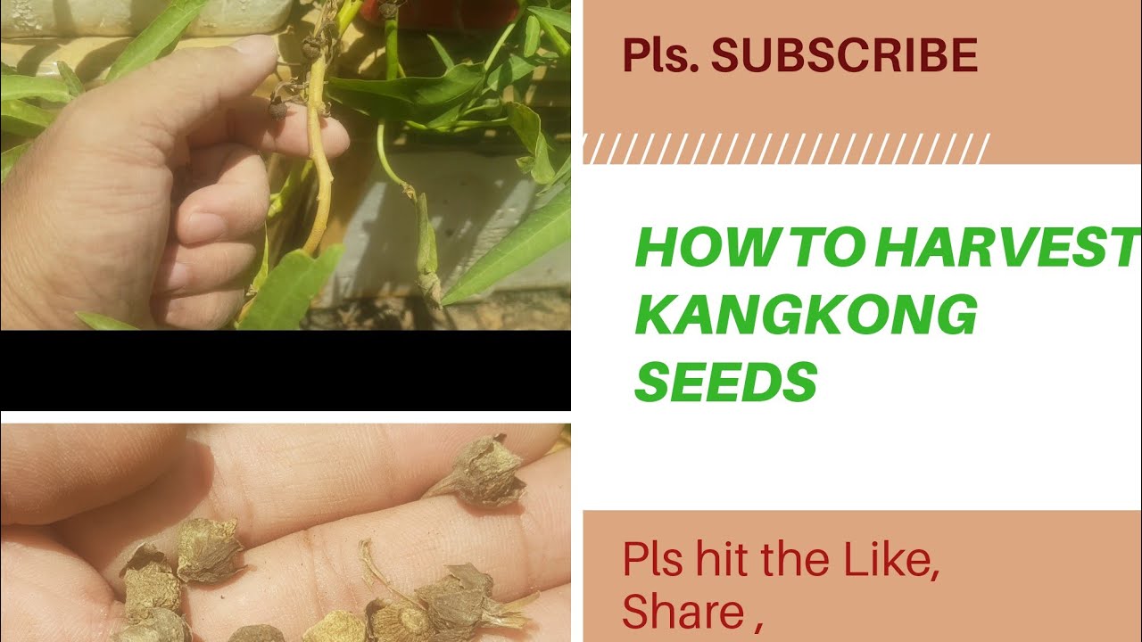 diy-how-to-harvest-water-spinach-kangkong-seeds-ofw-life-in-qatar