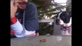 Boston Terrrier Funny Interview - Must See