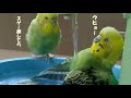 セキセイインコ おたま 水浴びかわいい