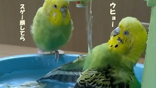 セキセイインコ おたま 水浴びかわいい