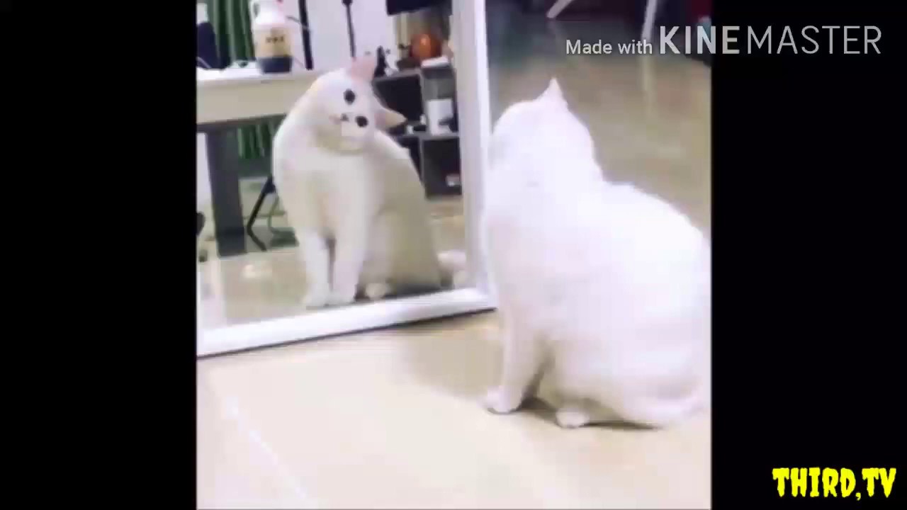 NEW FUNNIEST 2020• ANIMALS videos YouTube