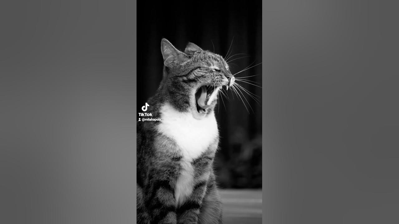 Кот ,котяра , котёнок , милота, жевотные - YouTube