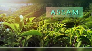 Lets Explore Experience Assam