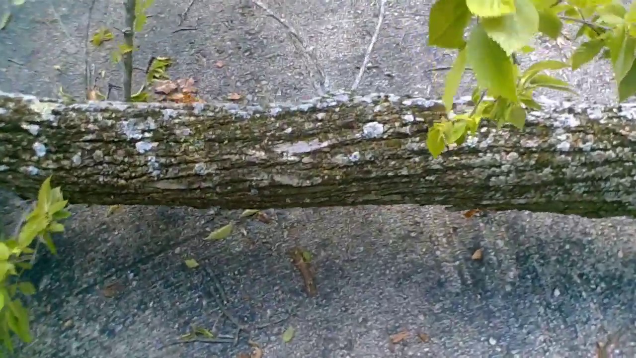 3 Tree limb removal that over hung customer driveway. Pt-1 - YouTube