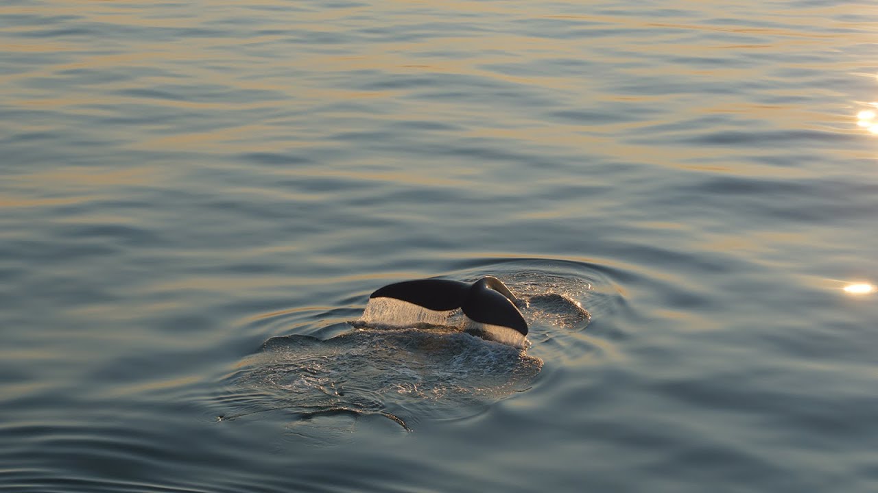 Official trailer for *Last of the Right Whales*, a Rogers Documentary Fund-supported film nominated for 3 Canadian Screen Awards