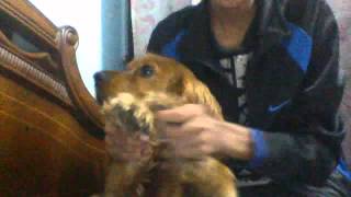 Chubby Cheeks By Leo