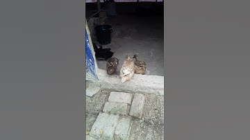 How to Raising Millions of Duck on Rice Field For Meat - Free range Duck Farming Technique P799