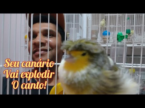 Vídeo: Como você libera um canário?